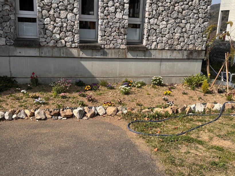 少し花が大きくなり賑やかになった花壇